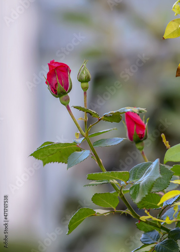 Flowers and bud of a red rose on a bush in the garden close up. Ornamental gardening concept