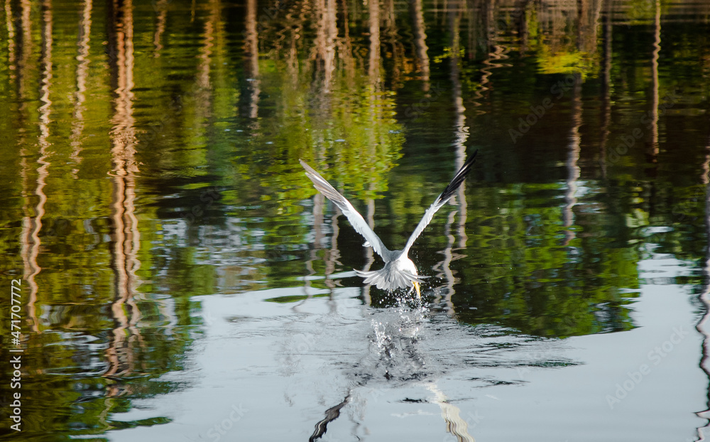 Fototapeta premium reflections in the water