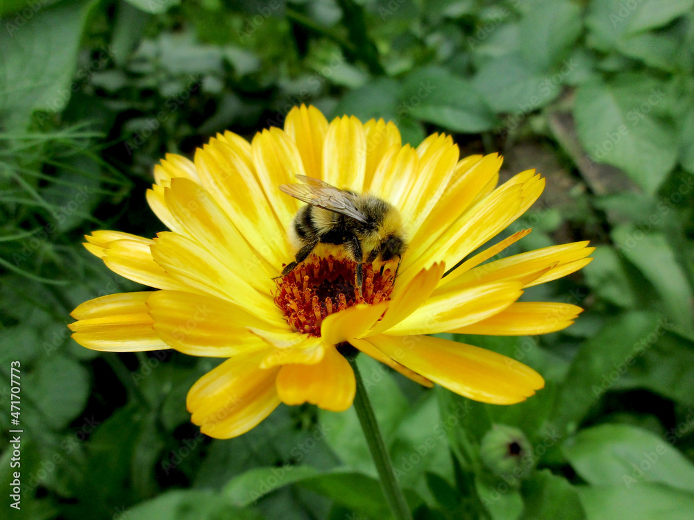 A shaggy bumblebee enthusiastically collects nectar from a bright yellow calendula flower in a green garden in summer, close-up A shaggy bumblebee enthusiastically collects nectar from a bright yellow calendula flower in a green garden in summer, close-up