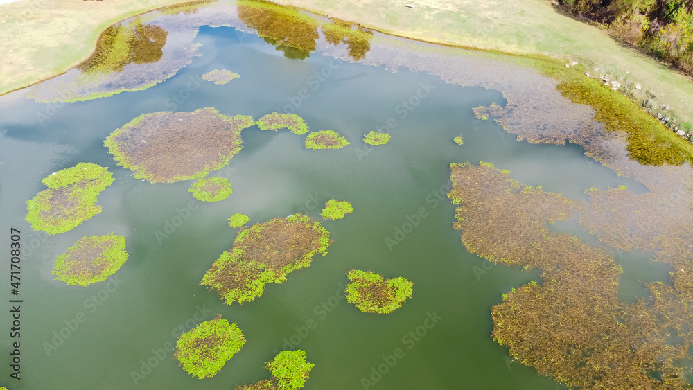 Aerial view community park with grassy lawn, trees and lily pad algae blanket on polluted lake in Dallas, Texas, USA