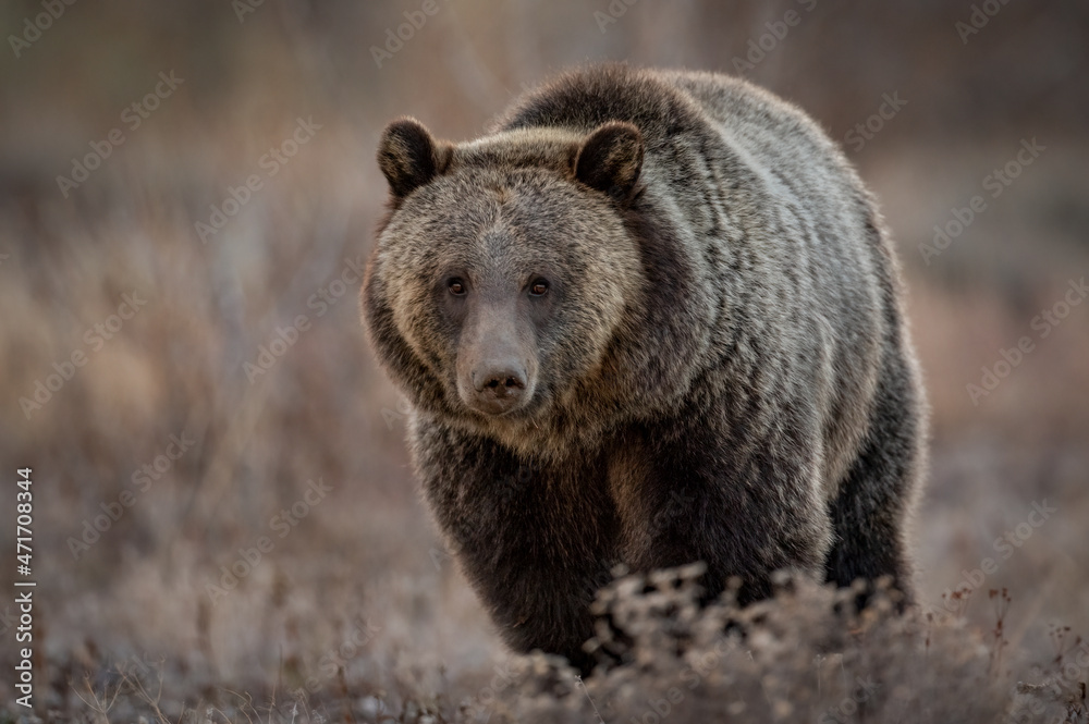 Grizzly Bear in Grand Teton National Park, Wyoming