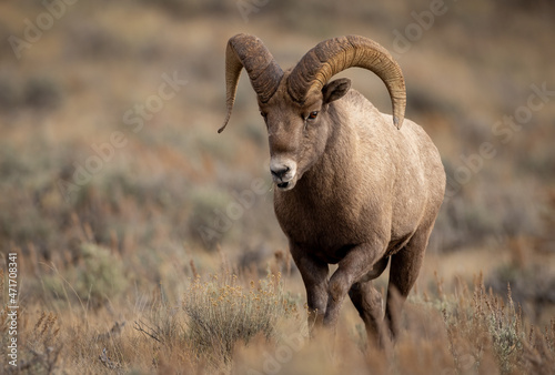 Bighorn Sheep in Grand Teton National Park 