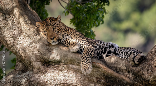 A leopard in a tree in Africa 
