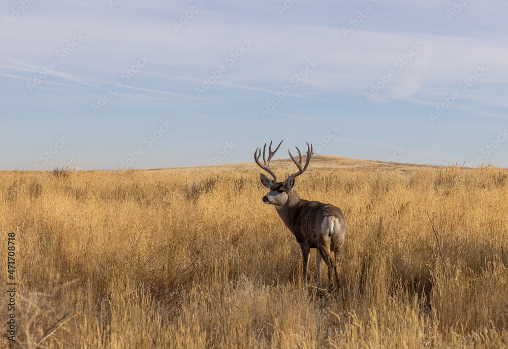 Fototapeta premium Mule Deer Buck During the Fall Rut in Colorado