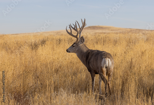 Mule Deer Buck During the Fall Rut in Colorado