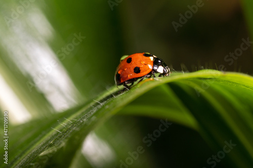 Red Coccinellidae in raindrops sits on a leaf. close-up.