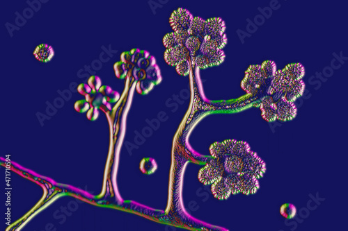Microscopic fungi Cunninghamella, scientific 3D illustration. Pathogenic fungi from the order Mucorales, cause sinopulmonary and disseminated infections photo