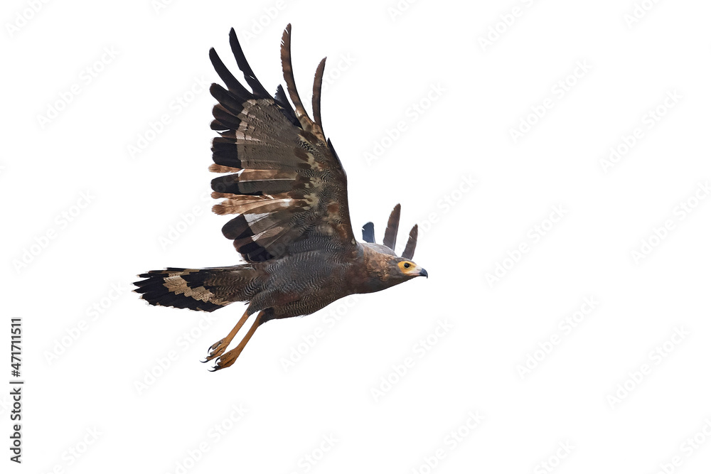 Fototapeta premium African harrier-hawk (Polyboroides typus)