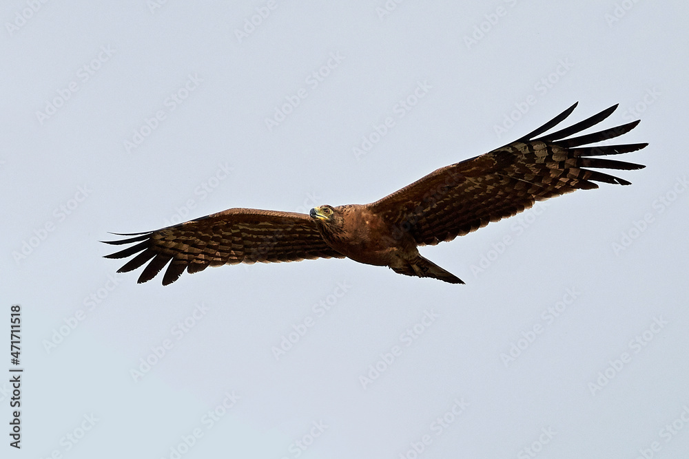 Fototapeta premium African harrier-hawk (Polyboroides typus)