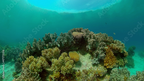 Tropical colourful underwater seascape. Tropical fishes and coral reef underwater. Underwater landscape. Philippines. © Alex Traveler