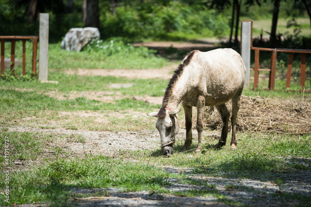 Miniature or Dwarf horse eating fresh green in farm Miniature or Dwarf horse eating fresh green in farm