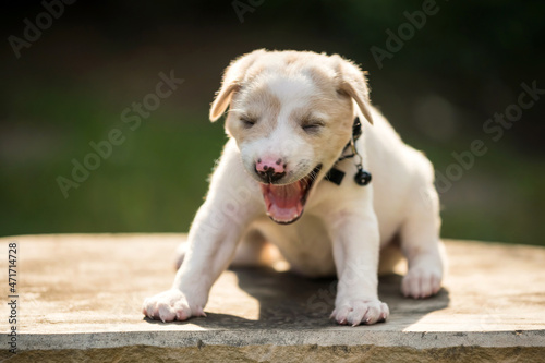 Little cute puppy yawning in park at sunset
