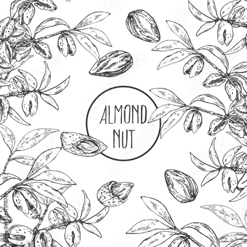 Hand drawn vector almond nut cores, shell