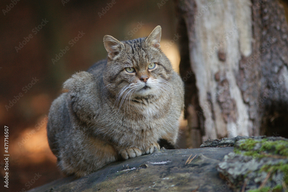 Wildkatze im Tierpark Langenberg, Kanton Zürich Wildkatze im Tierpark Langenberg, Kanton Zürich