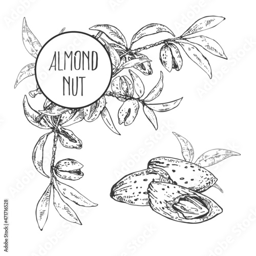 Hand drawn vector almond nut cores, shell