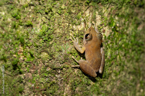 Pygmy rain frog