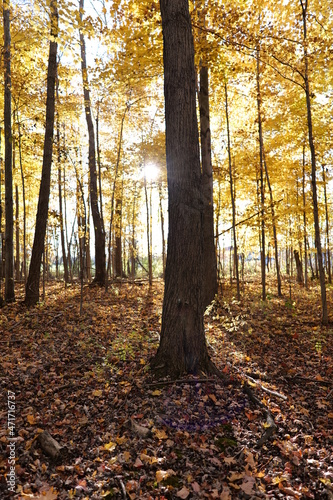 fall trees in woods