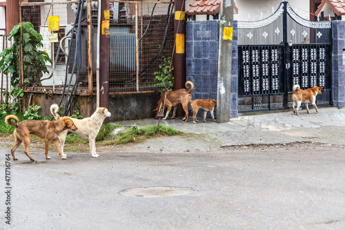Five stray dogs roaming in the street hunting for food. These street dogs can be dangerous as they have rabies.