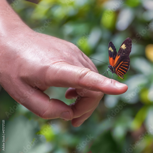 Tithorea harmonia, the Harmonia tiger-wing, a butterfly with bright orange bands on the black wings photo
