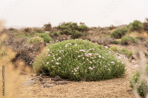 Shrub of Pterocephalus lasiospermus (rosalillo de cumbre). Endemic of Tenerife. Canary Islands. Spain. photo