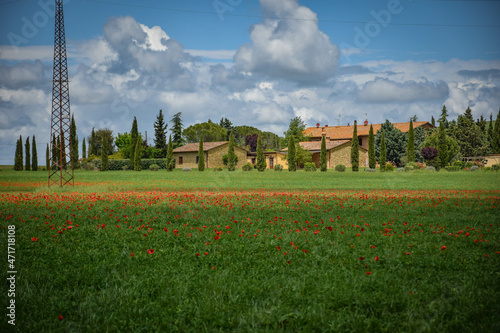 Tuscany  italy  may 2018  a farm in cypress trees  a poppy field in the foreground