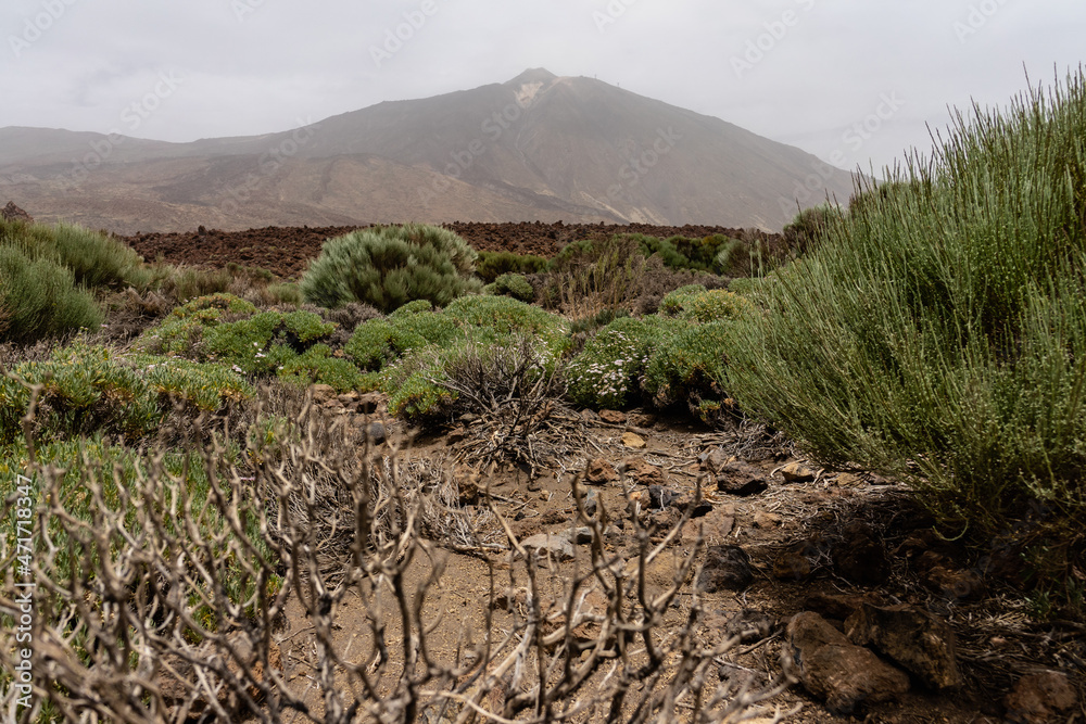 The lava fields of Las Canadas caldera and Teide volcano in the background. Focus on the foreground. Tenerife. Canary Islands. Spain.