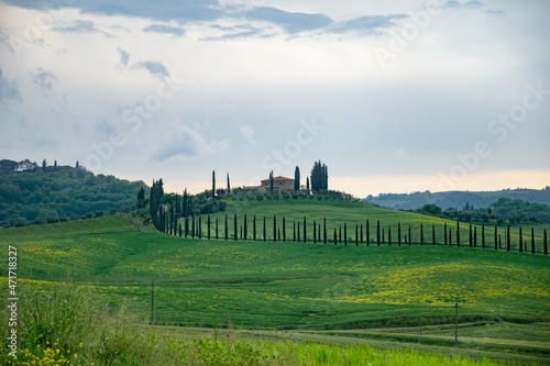 Tuscany, italy, may 2018, a cypress alley leads up a green hill with a farm on top, a green wheat field in the foreground