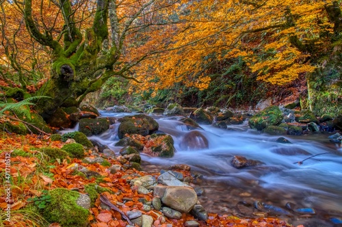 Redes forest in Asturias, Spain. Autumn scenery