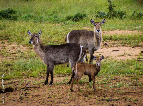 Water buck parents and calf