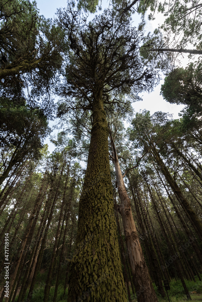 Fototapeta premium Pine trunk covered with moss, bottom-up view. Esperanza (Highland) forest (over 2000 meters). Tenerife. Canary Islands. Spain.