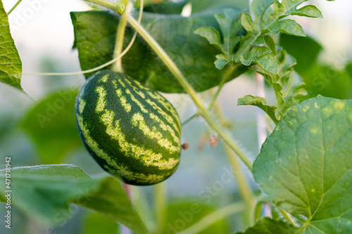 young ripening watermelon growing in a greenhouse in limbo