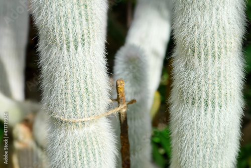 Silver torch cactus plant, latin Cleistocactus strausii. known as Silver torch or Wooly torch. close up photo