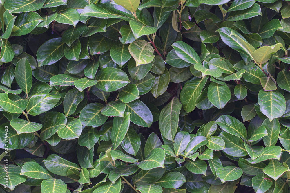 Think bush of green leaves, background, copy space Think bush of green leaves, background, copy space