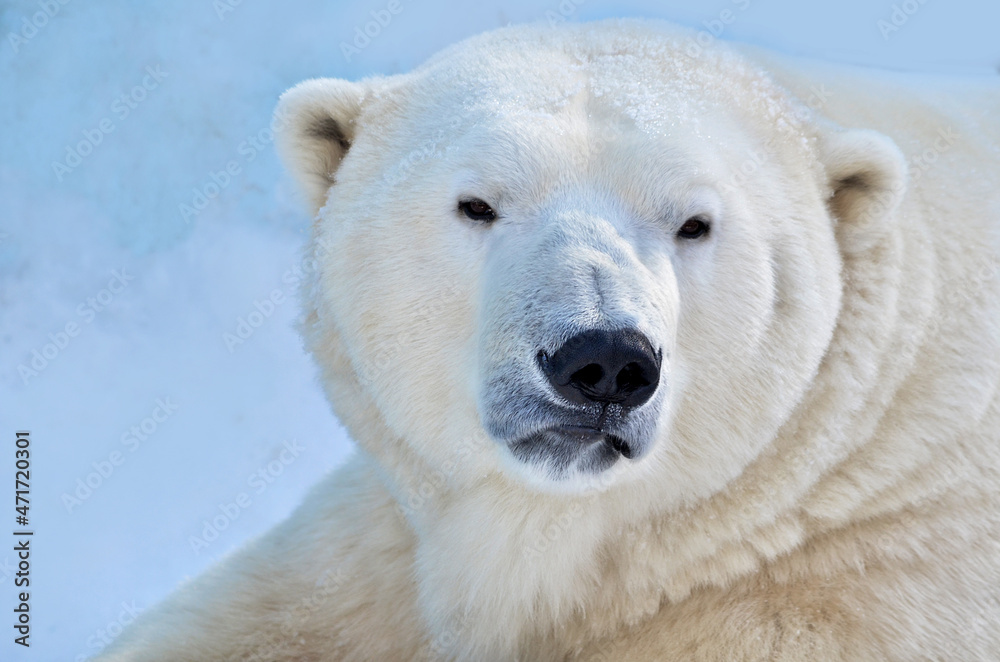 Portrait of a polar bear close-up Portrait of a polar bear close-up