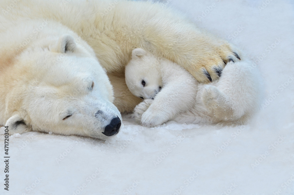 A bear and a bear cub are sleeping in the snow A bear and a bear cub are sleeping in the snow