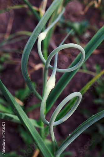 close up of a garlic flowers in the garden