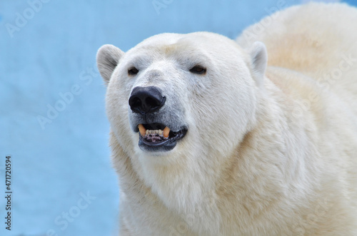 Portrait of a polar bear close-up