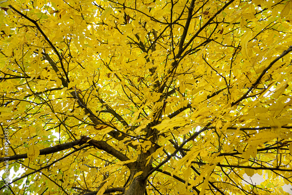 Wallpaper, golden leaves seen from below Wallpaper, golden leaves seen from below