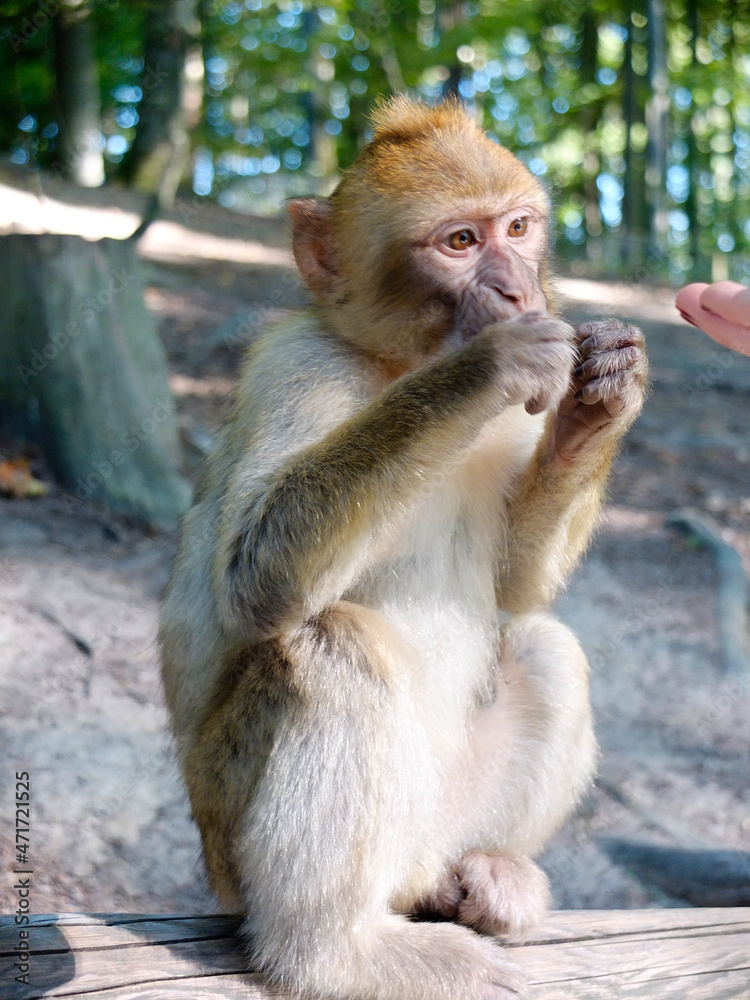 Naklejka premium portrait of a berber monkey