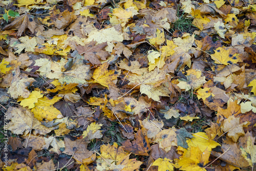 Wallpaper of damp autumn leaves Wallpaper of damp autumn leaves