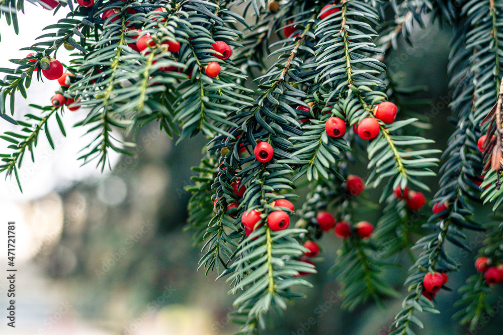 fruits and leaves of a common yew fruits and leaves of a common yew
