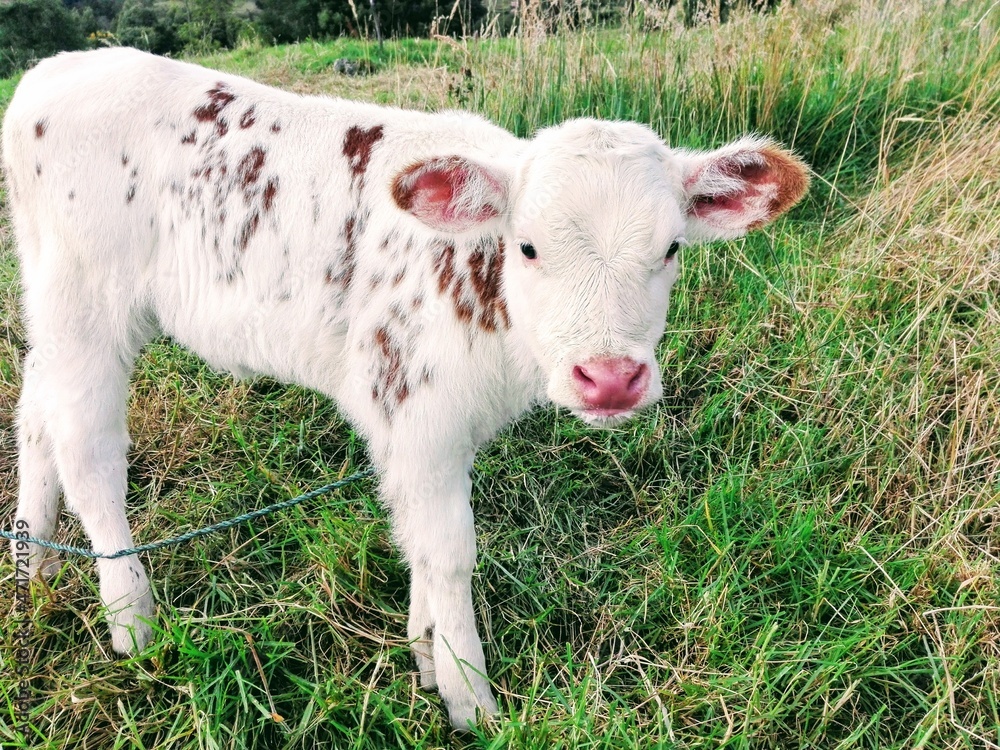 Fototapeta premium calf in a field, cow