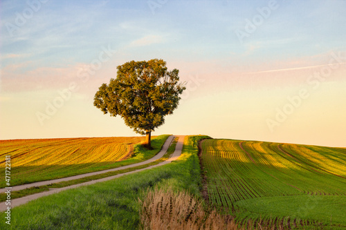 Baum in wunderschöner Ackerlandschaft
