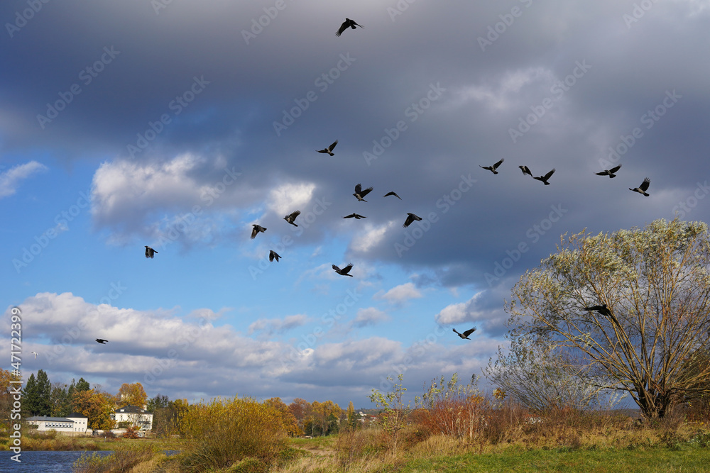 Swarm of crows around trees on a moody autumn day Swarm of crows around trees on a moody autumn day