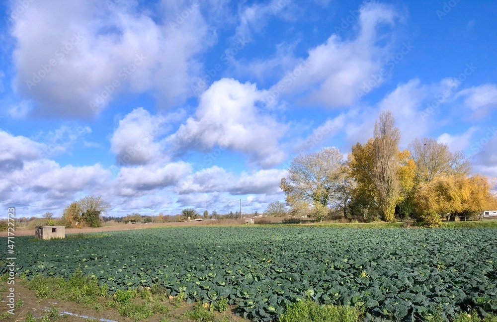 landscape of a field with blue sky and clouds