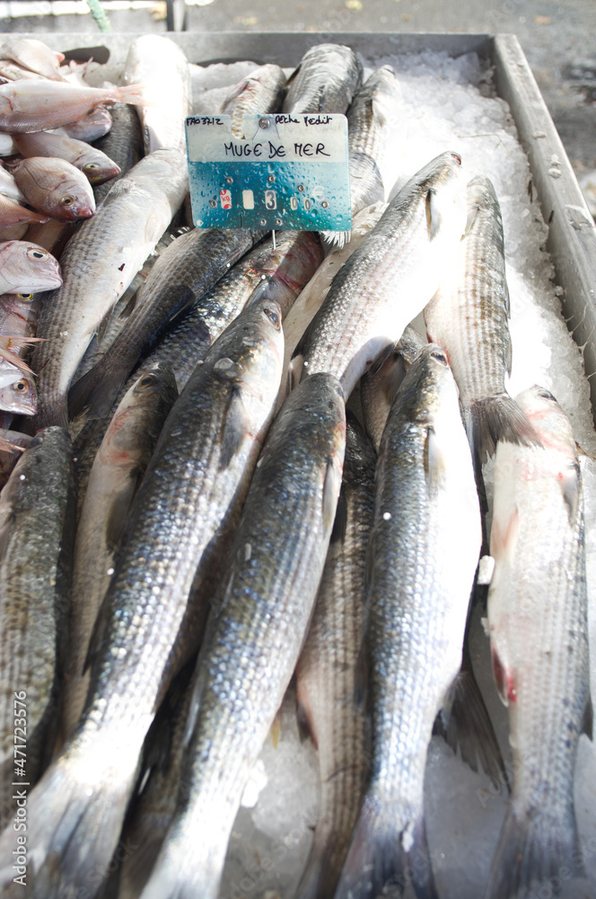 Obraz premium fresh fish on ice