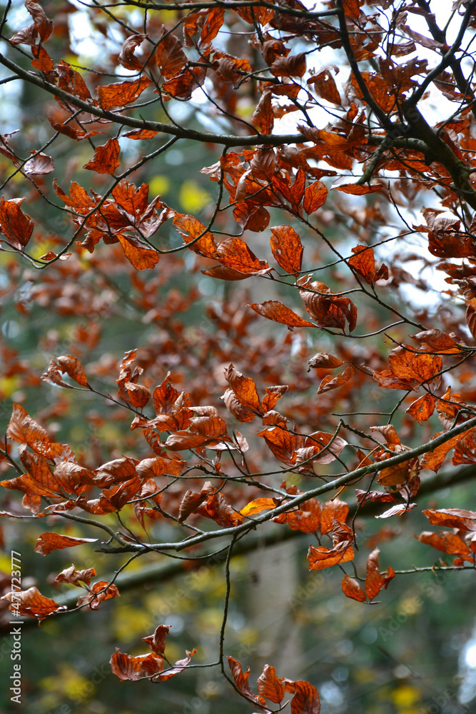 autumn leaves in the sun autumn leaves in the sun