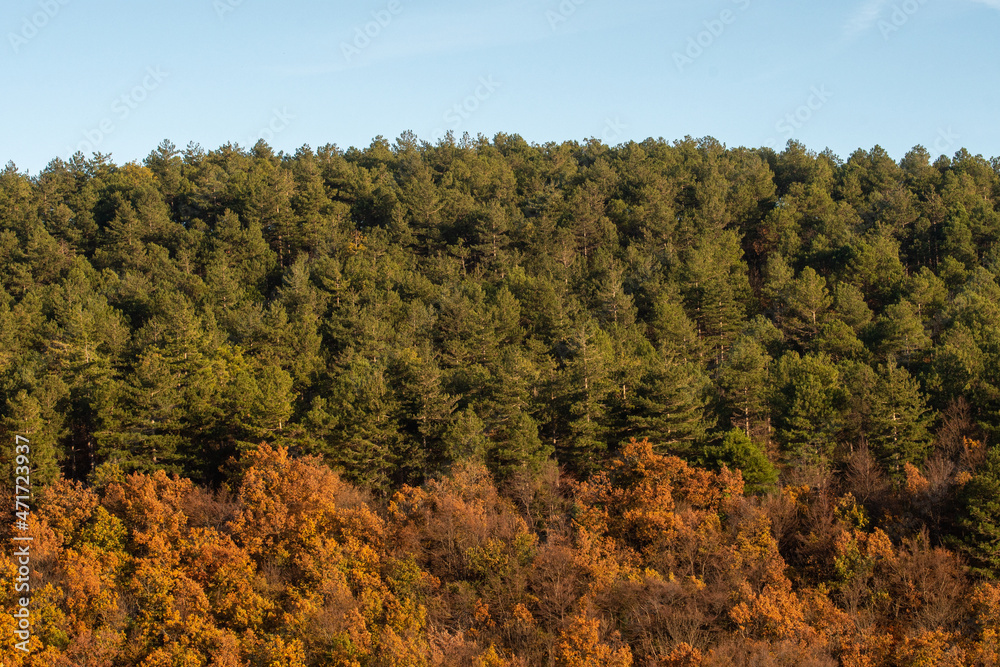 i colori dell'autunno con il suo foliage