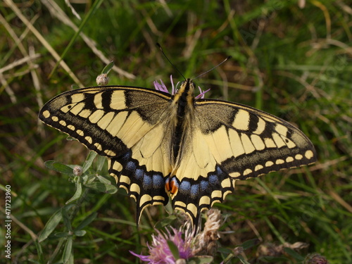 swallowtail butterfly, Papilio machaon, on the lower austrian mountain braunsberg