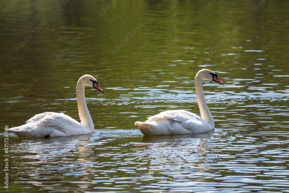 Fototapeta premium Two graceful white swans swim in the dark water.